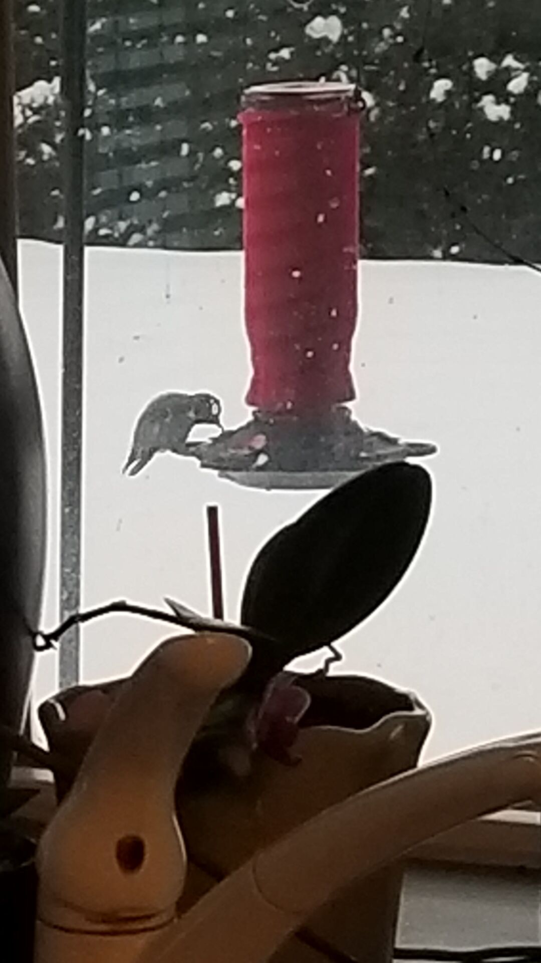 Anna's hummingbird
